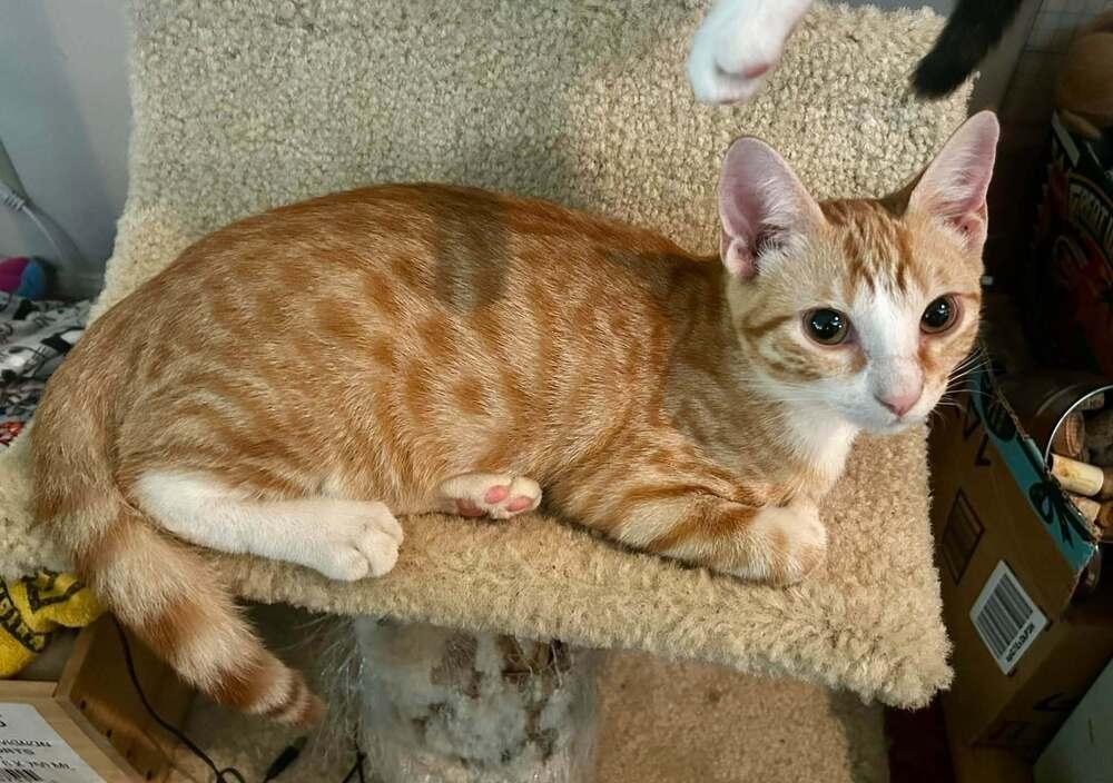 Morgan, Adoptable, Kitten Female Domestic Short Hair.