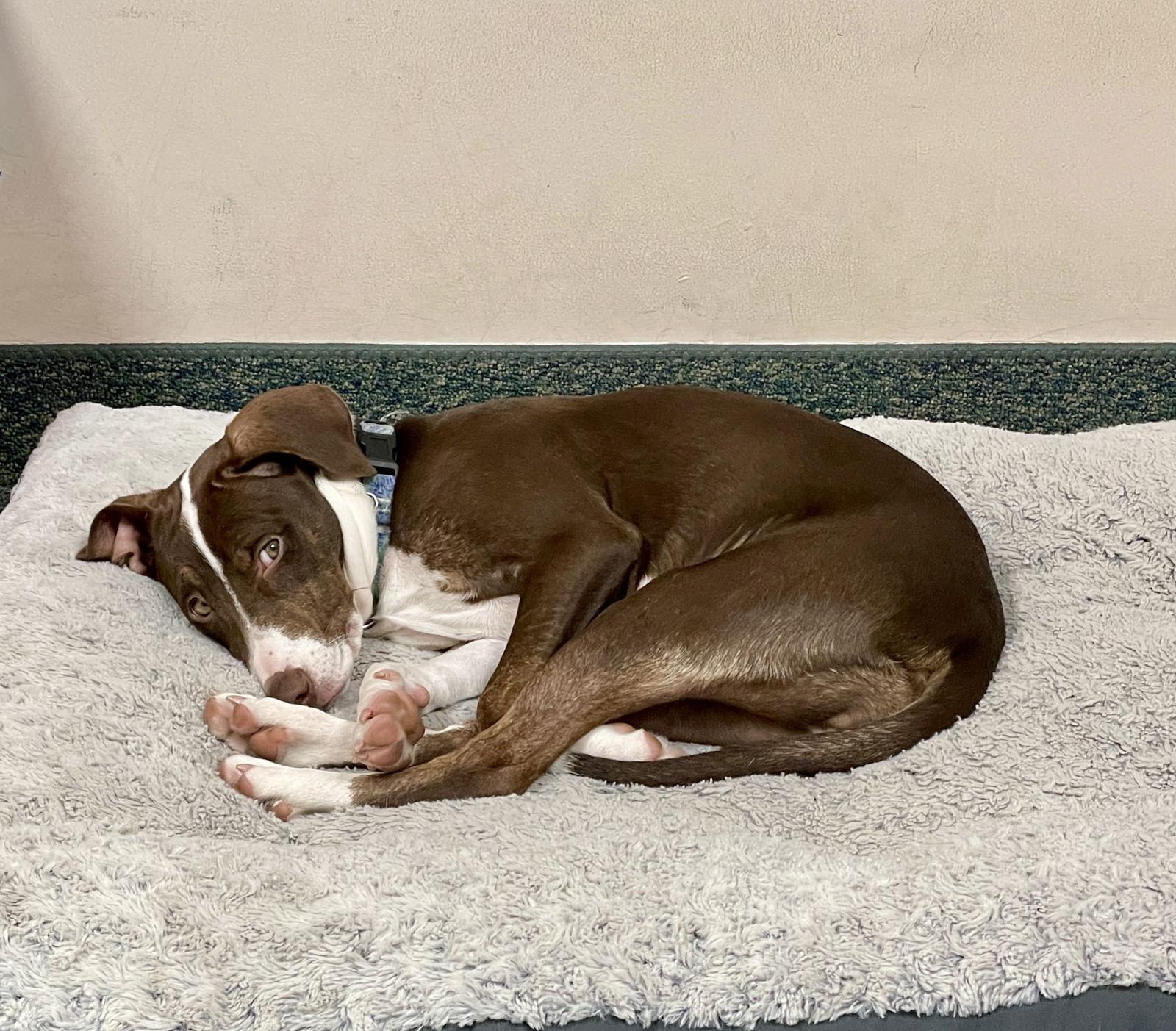 Enlarge Lexi Lou, a Adoptable mixed breed in Thomasville, NC image 3/3