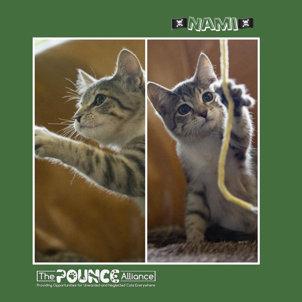 Nami, Adoptable, Young Female Domestic Short Hair.
