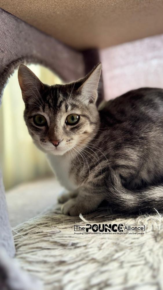 Enlarge Nami, a Adoptable mixed breed in Liberty Lake, WA image 3/3
