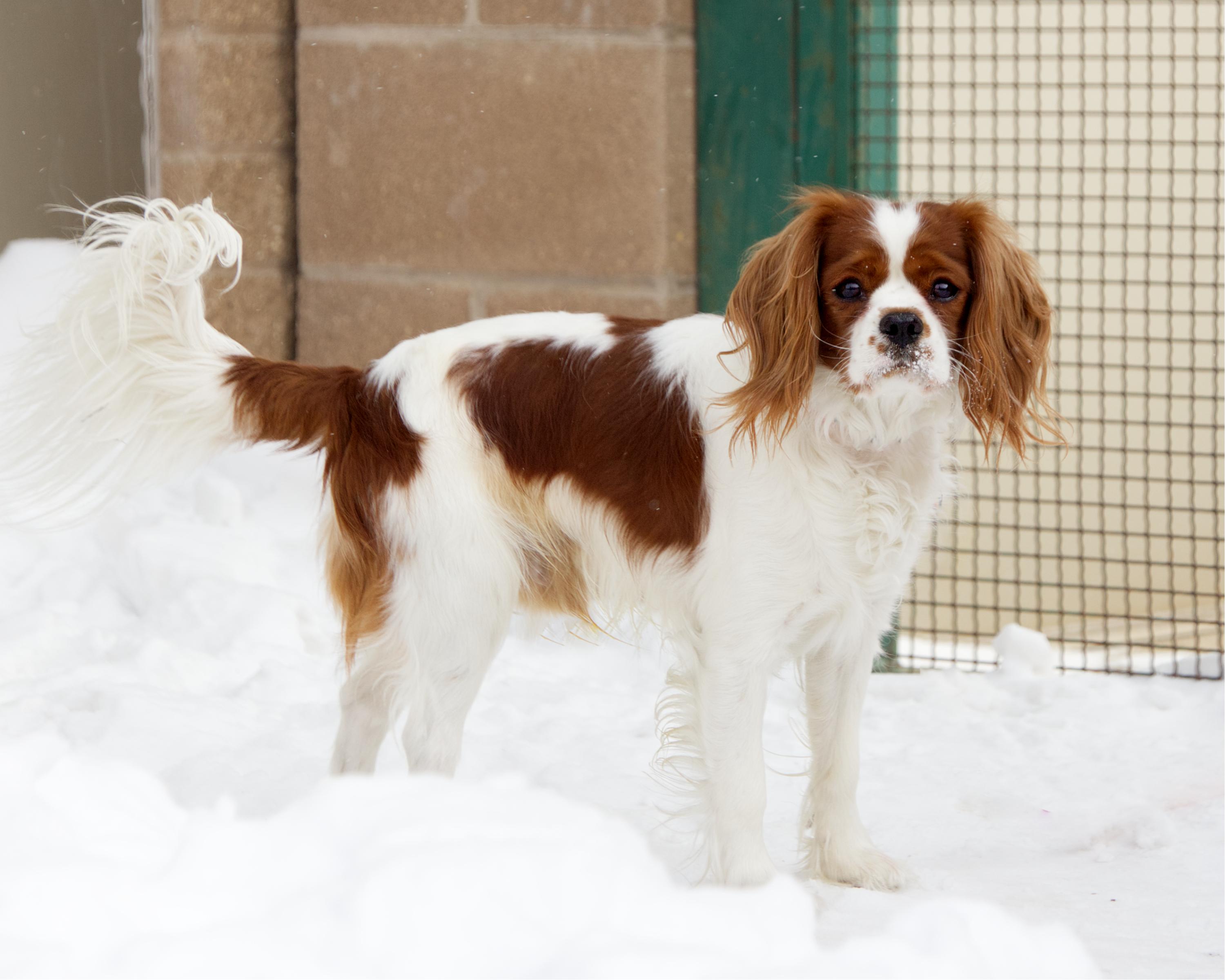 Enlarge Butters, an adopted mixed breed in Winnipeg, MB image 2/3