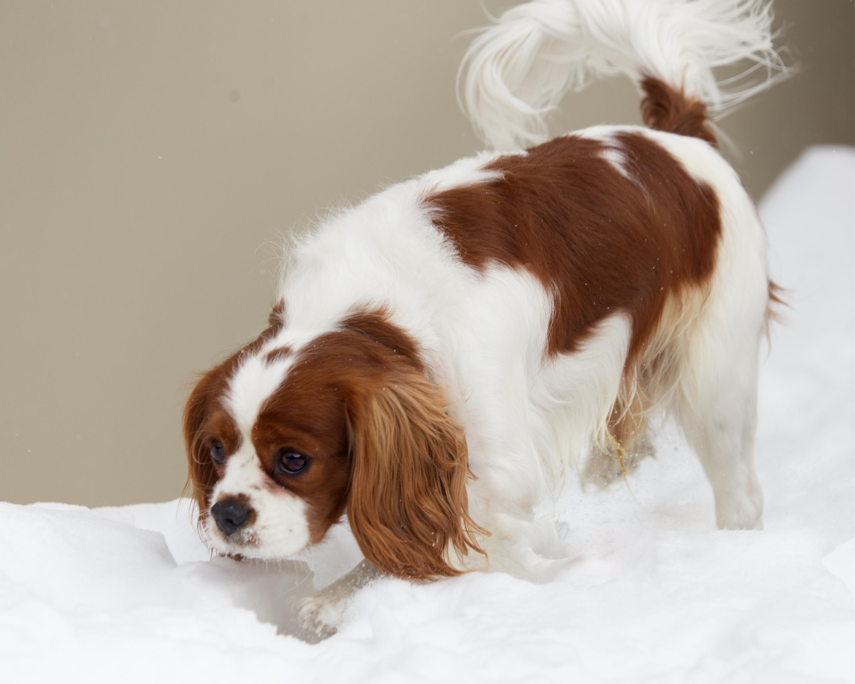 Enlarge Butters, an adopted mixed breed in Winnipeg, MB image 3/3