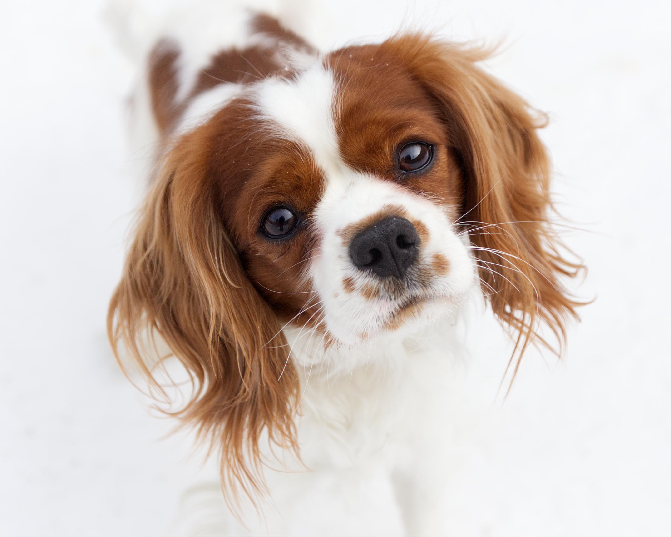 Enlarge Butters, an adopted mixed breed in Winnipeg, MB image 1/3