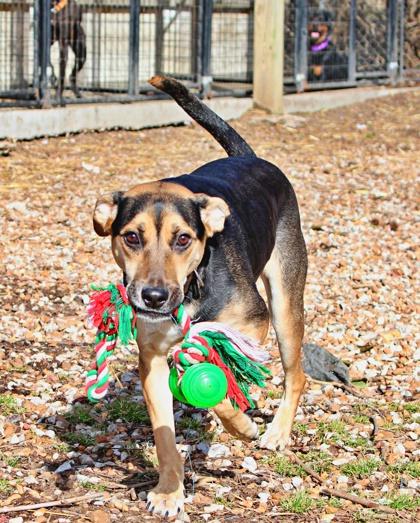 Bley — thumbnail 3