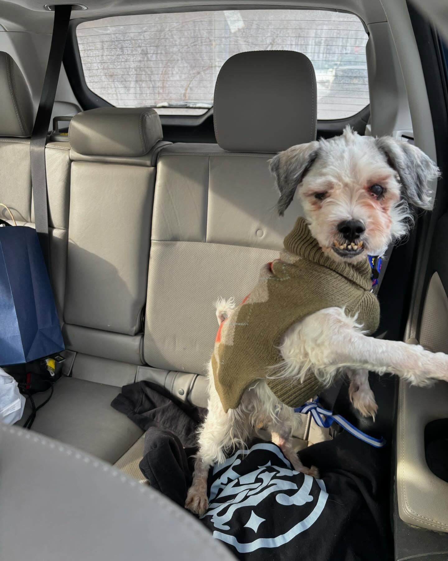 Enlarge Alabaster, a Adopted mixed breed in Poughkeepsie, NY image 5/5