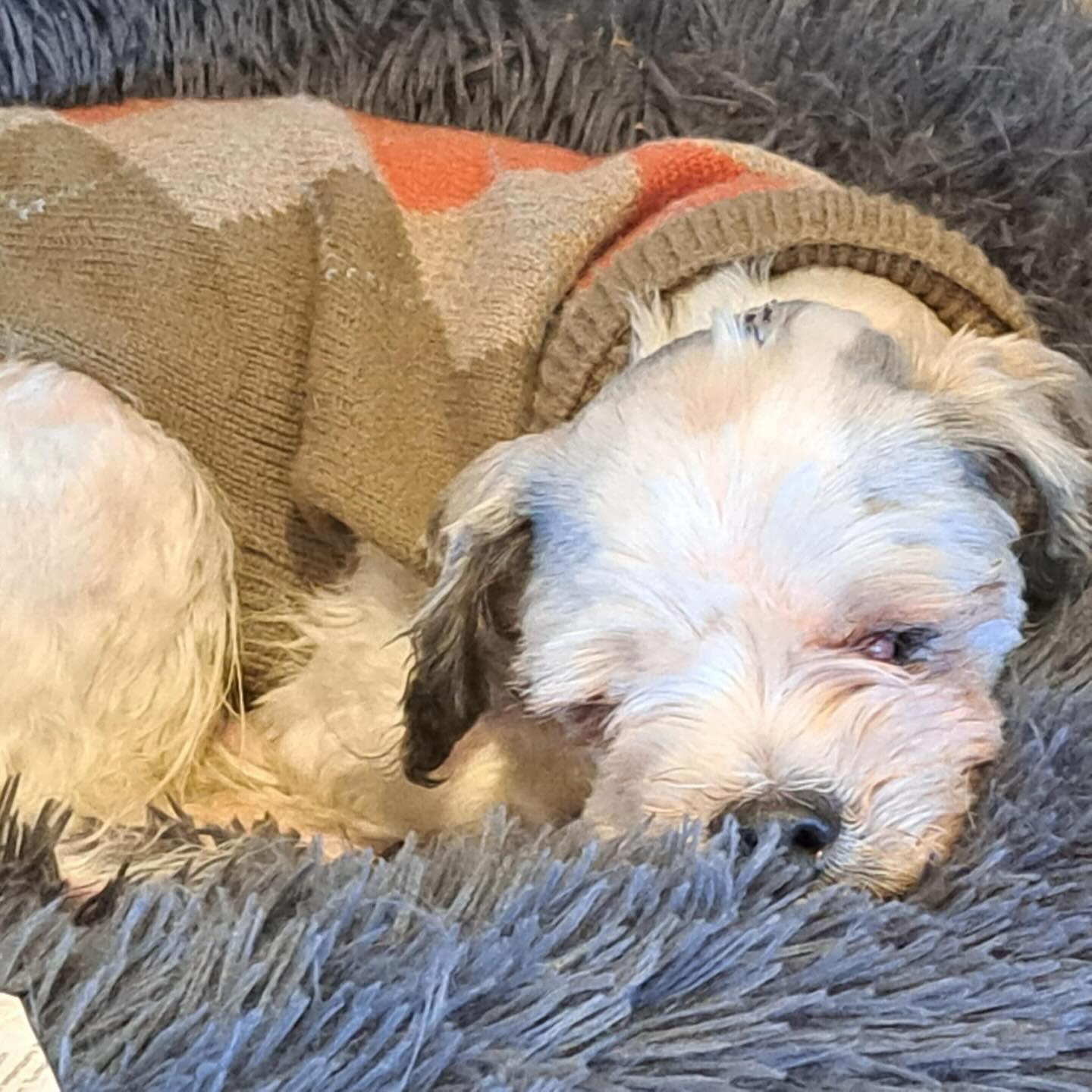 Enlarge Alabaster, a Adopted mixed breed in Poughkeepsie, NY image 4/5