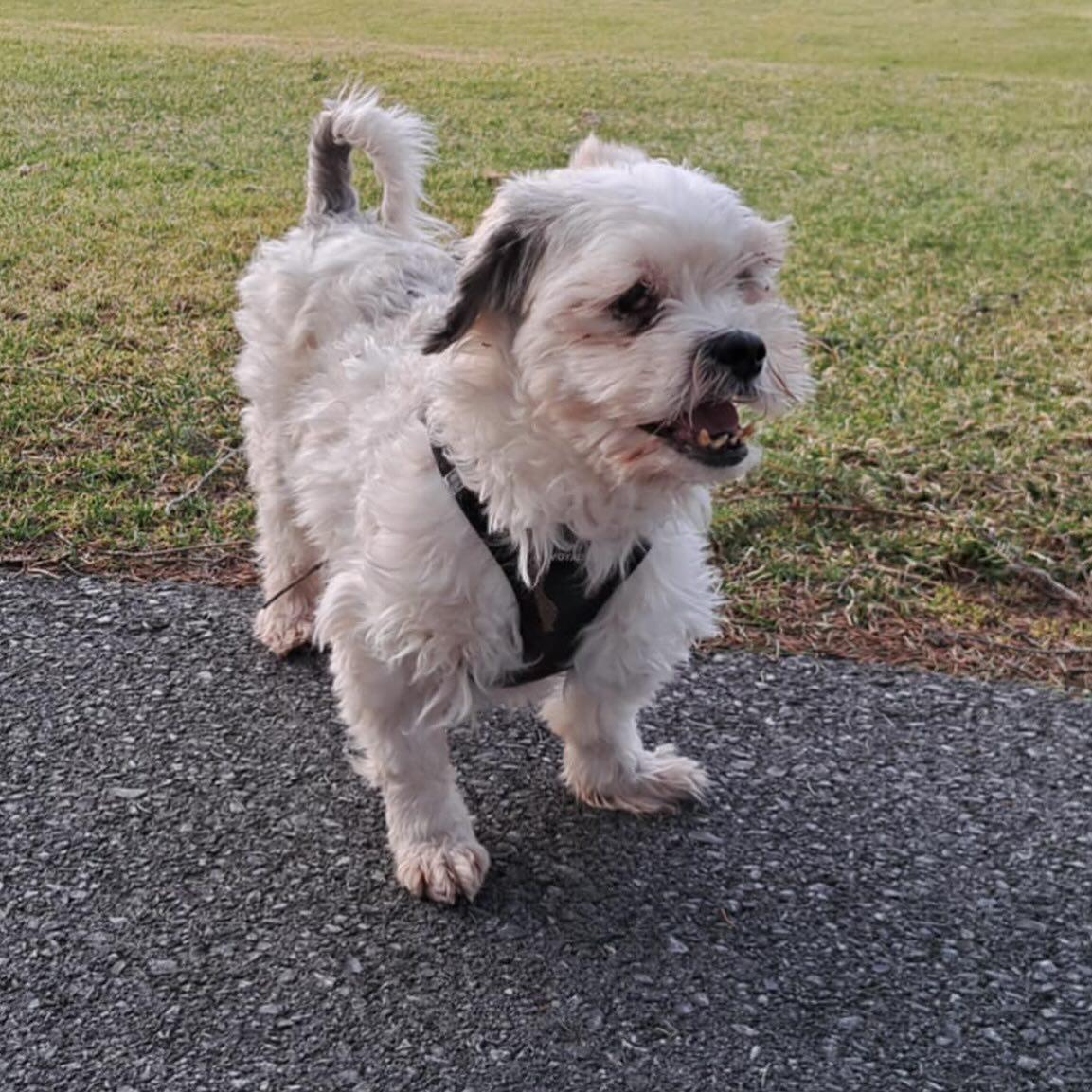 Alabaster, Adopted, Senior Male Mixed Breed.