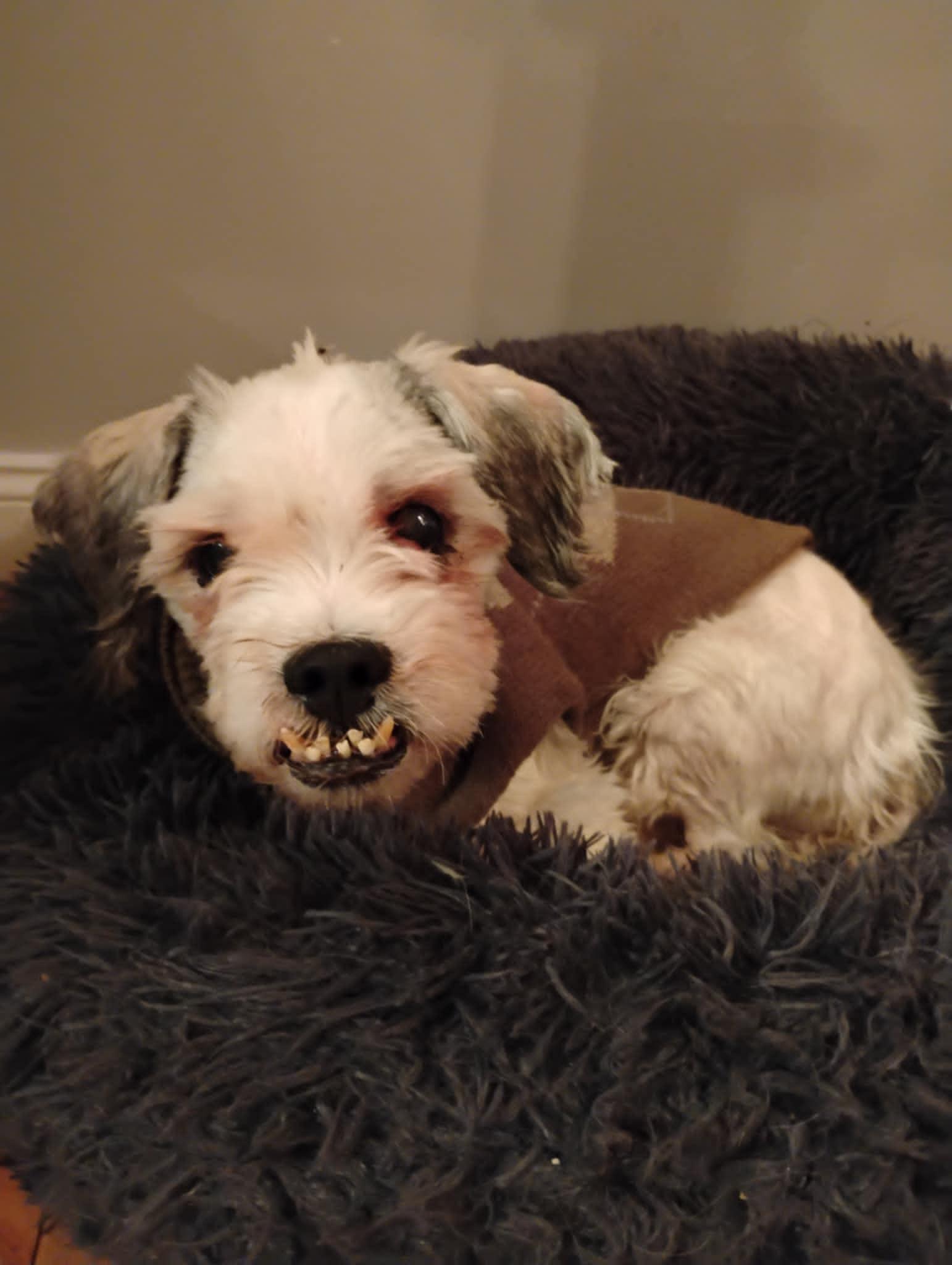 Enlarge Alabaster, a Adopted mixed breed in Poughkeepsie, NY image 2/5