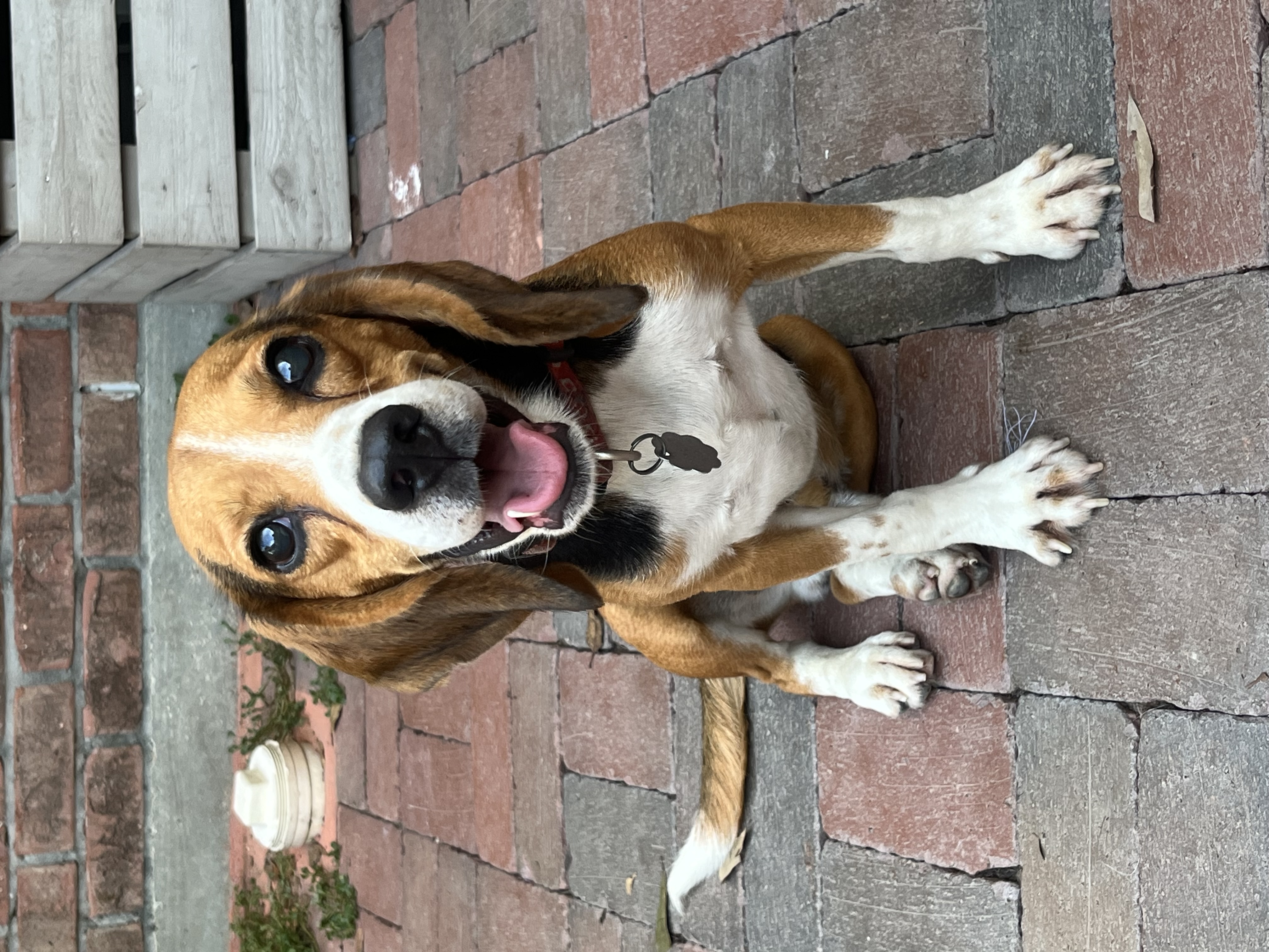 Enlarge Ray, a Adoptable Beagle in Prairieville, LA image 5/6
