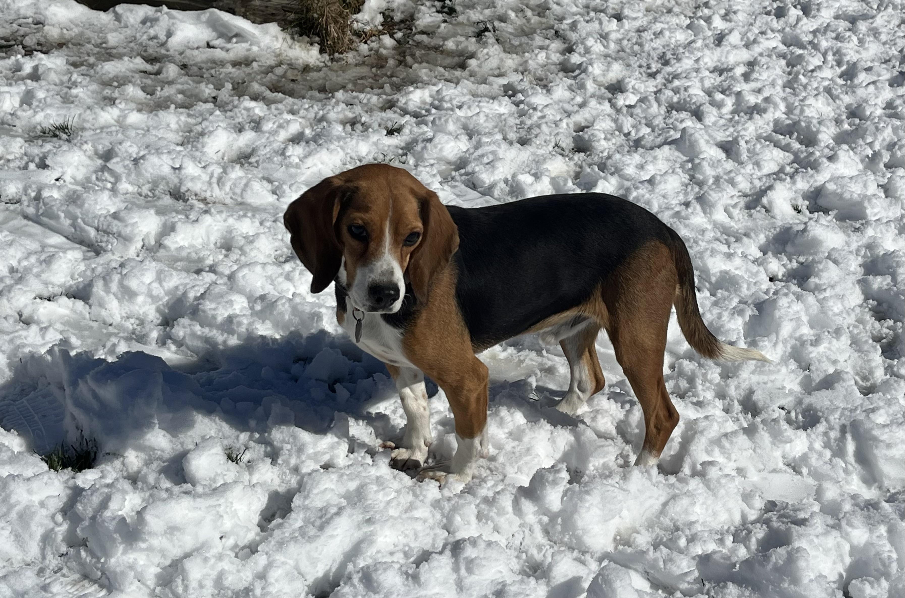 Enlarge Ray, a Adoptable Beagle in Prairieville, LA image 3/6