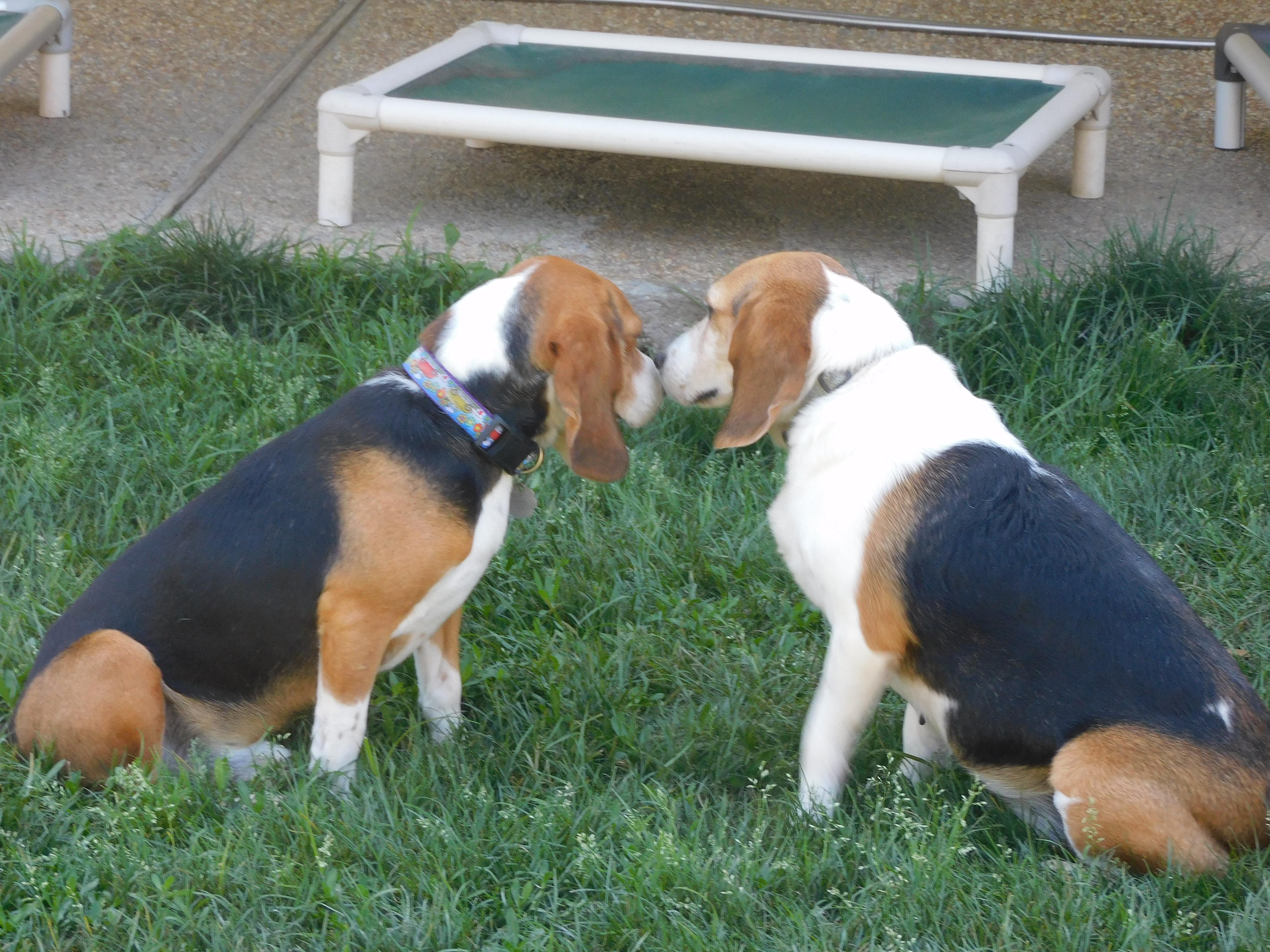 Ray, Adoptable, Adult Male Beagle.