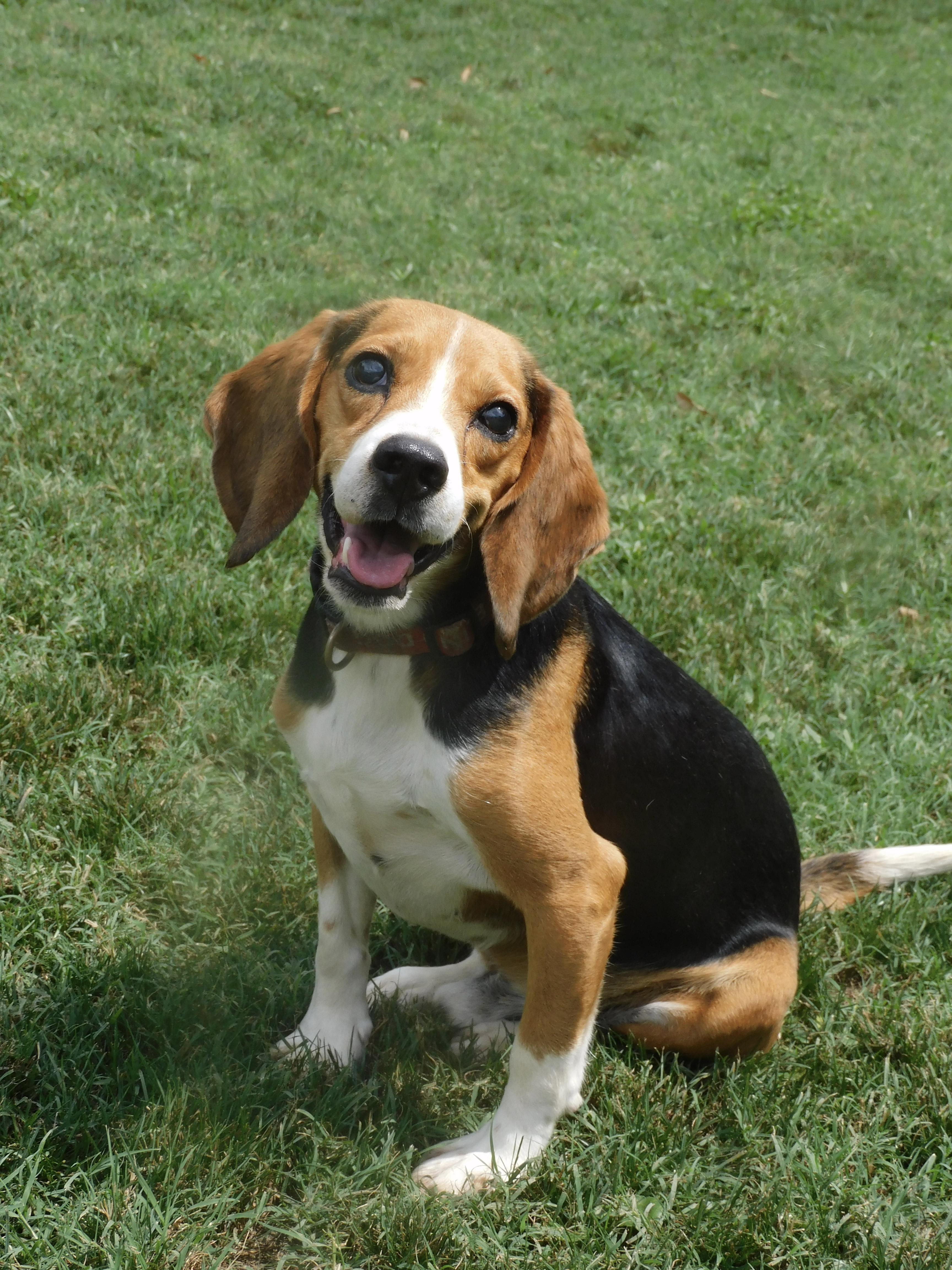 Enlarge Ray, a Adoptable Beagle in Prairieville, LA image 1/6
