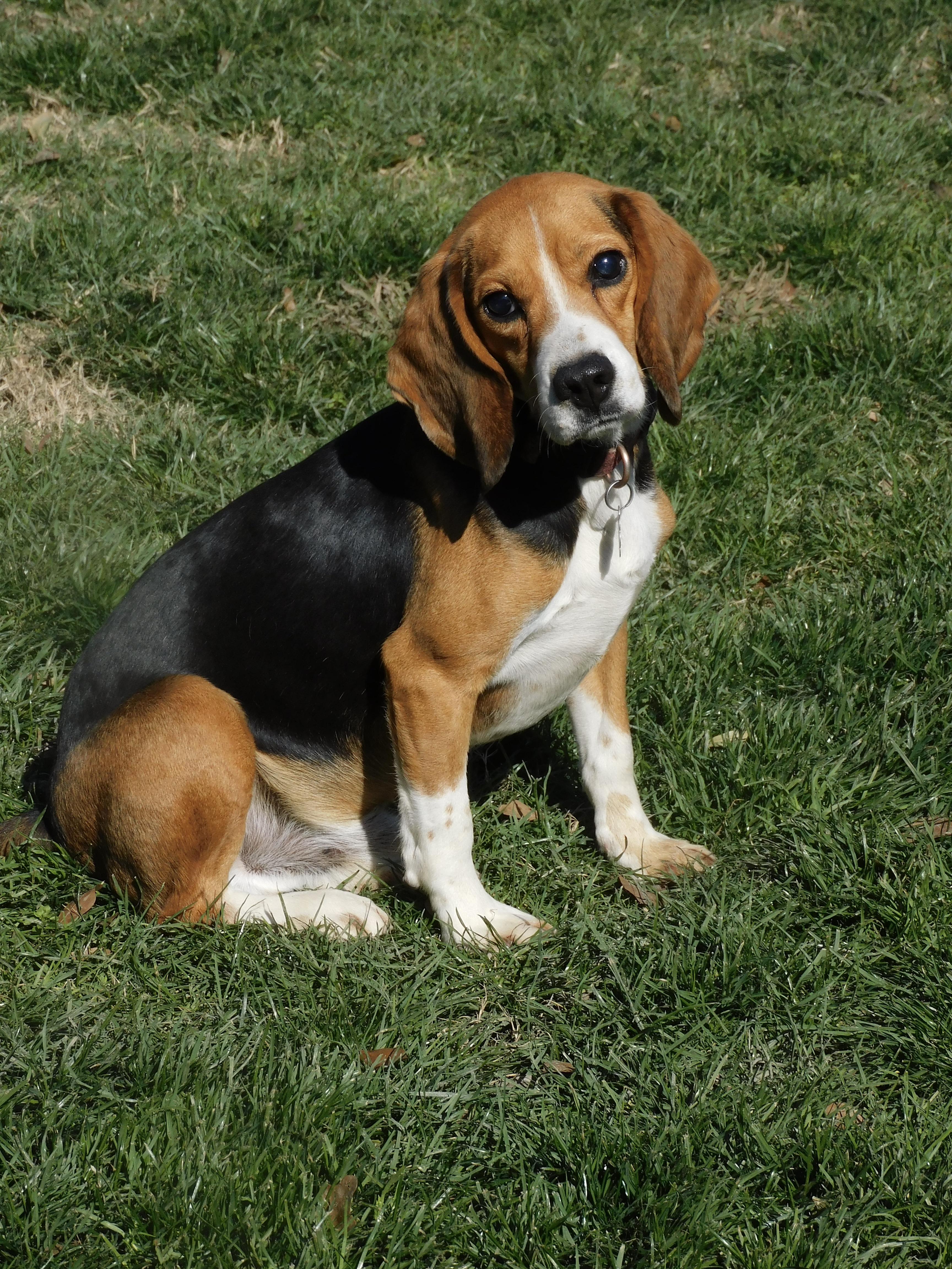 Enlarge Ray, a Adoptable Beagle in Prairieville, LA image 4/6