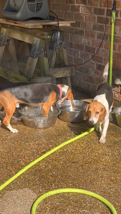 Enlarge Ray, a Adoptable Beagle in Prairieville, LA video 6/6