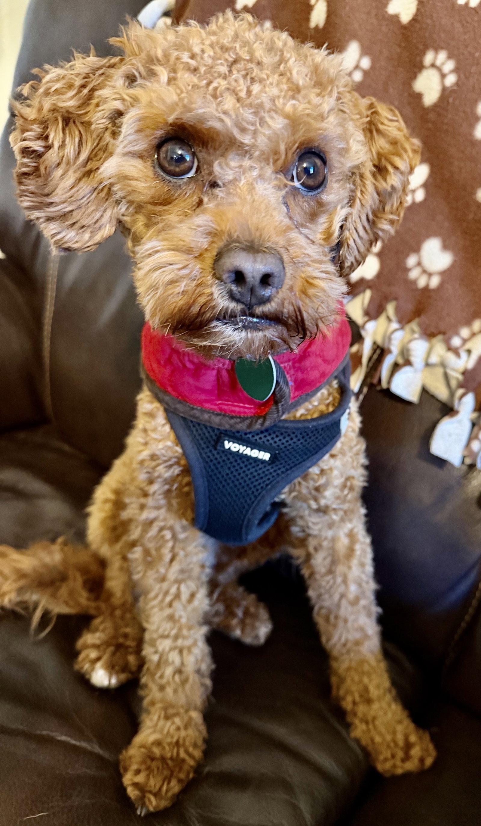 Enlarge Teddy Bearington, a Adoptable mixed breed in Berwick, PA image 2/3