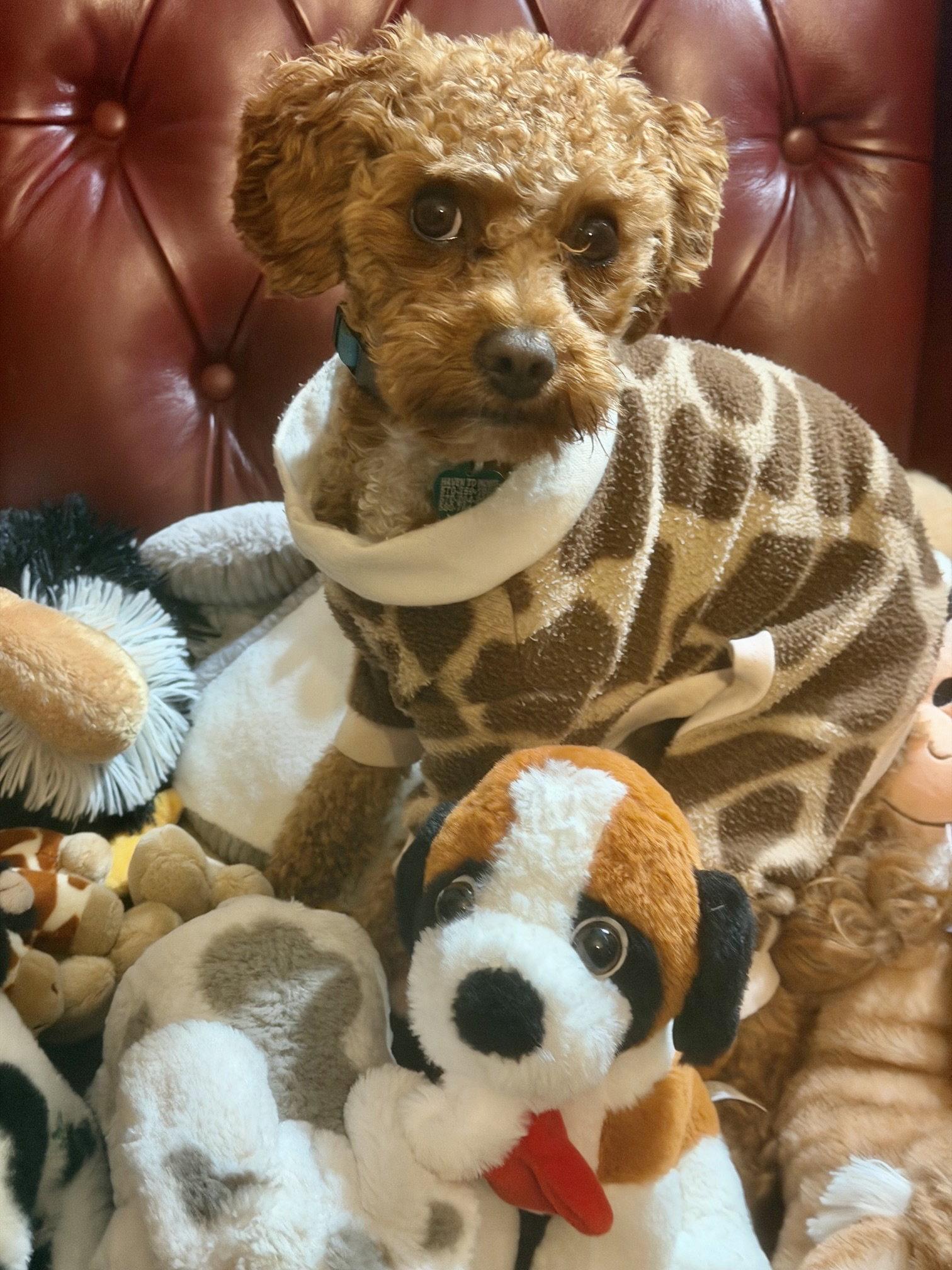Enlarge Teddy Bearington, a Adoptable mixed breed in Berwick, PA image 3/3