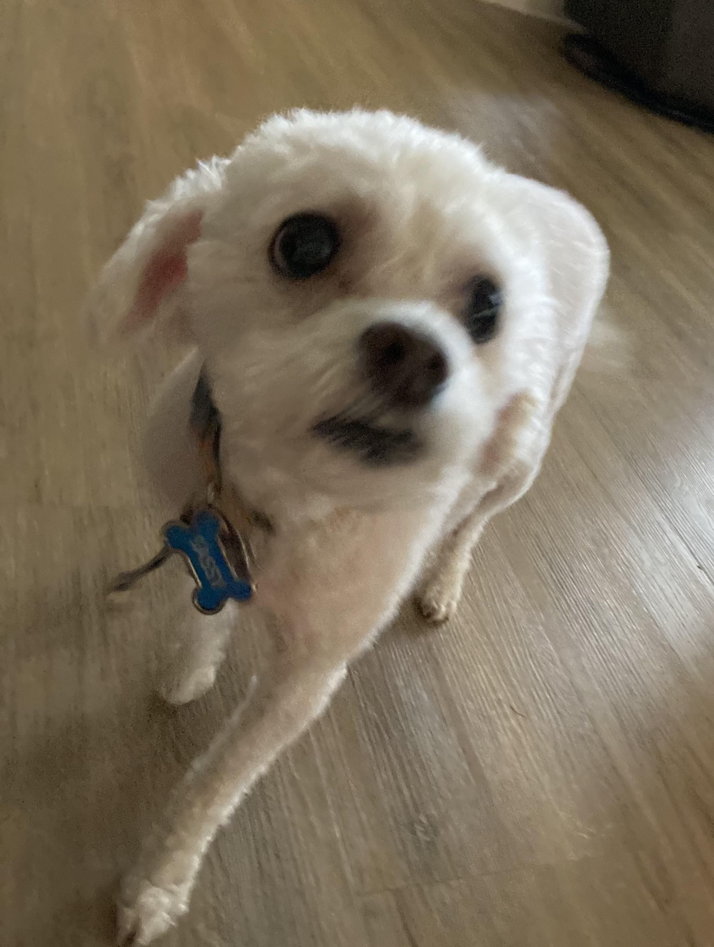 Sassy & Shylo, Adoptable, Adult Female Bichon Frise.