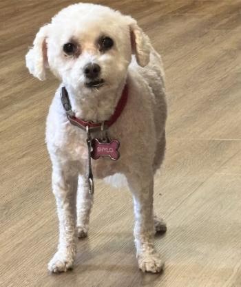 Enlarge Sassy & Shylo, a Adoptable Bichon Frise in Chesapeake, VA image 2/2