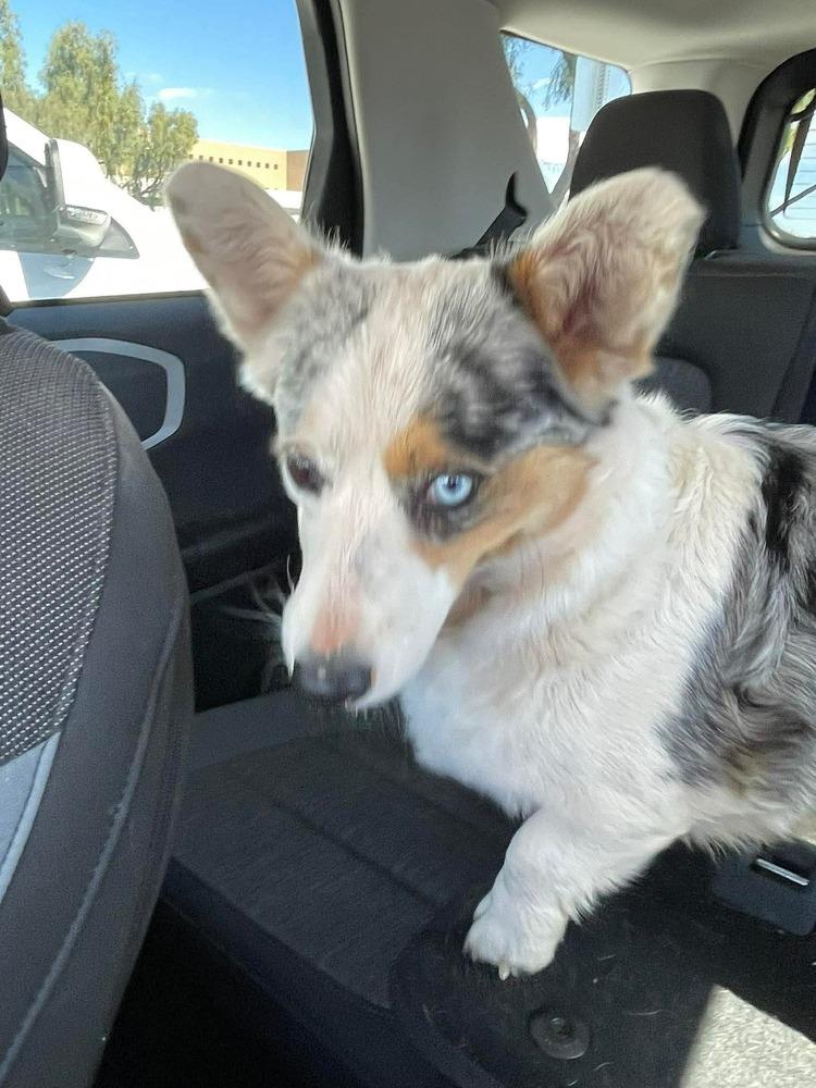 Enlarge Maddie, a Adopted Cardigan Welsh Corgi in Puerto Penasco, SON image 1/3