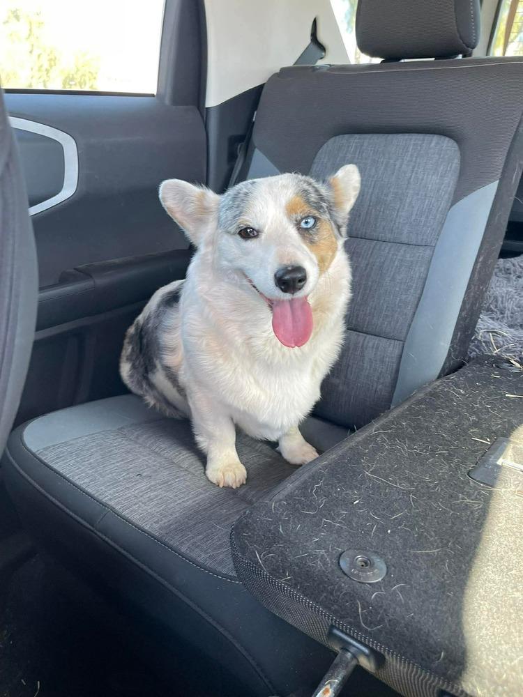 Enlarge Maddie, a Adopted Cardigan Welsh Corgi in Puerto Penasco, SON image 2/3