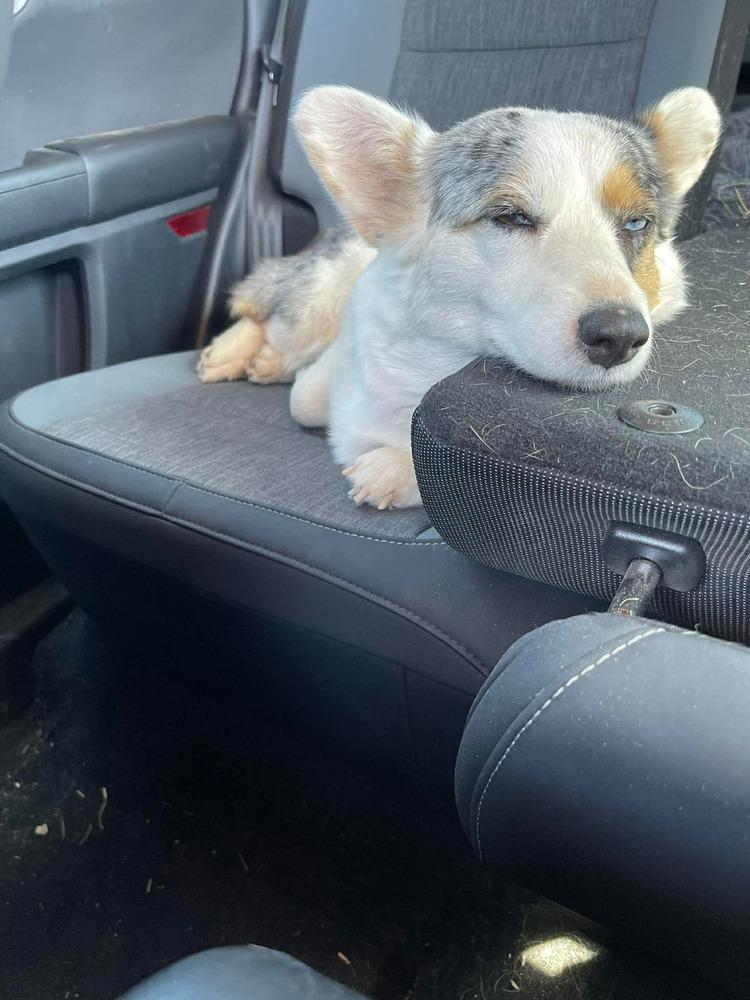 Enlarge Maddie, a Adopted Cardigan Welsh Corgi in Puerto Penasco, SON image 3/3