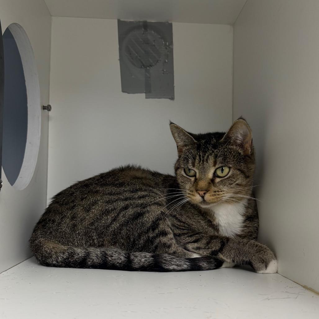 Enlarge Antonia, a Adoptable Domestic Short Hair in Uniontown, PA image 1/2