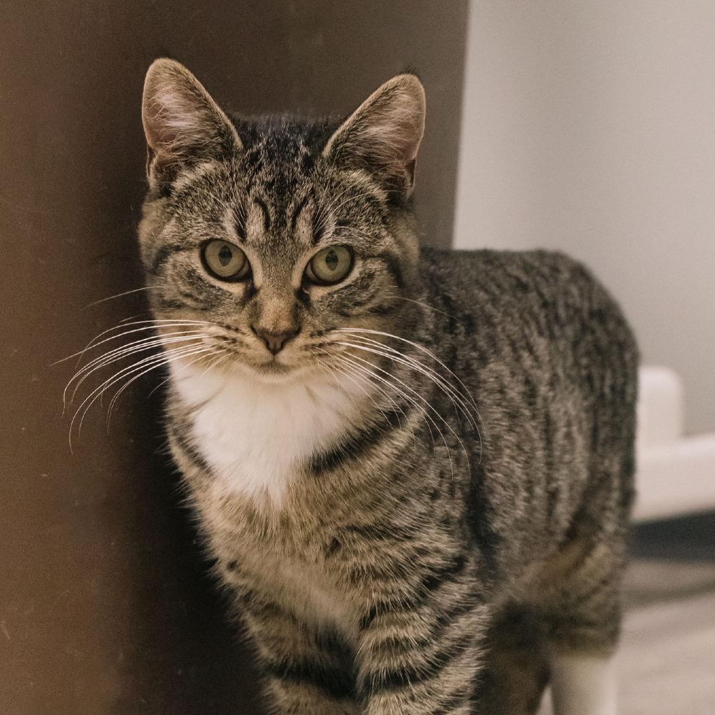 Enlarge Antonia, a Adoptable Domestic Short Hair in Uniontown, PA image 2/2