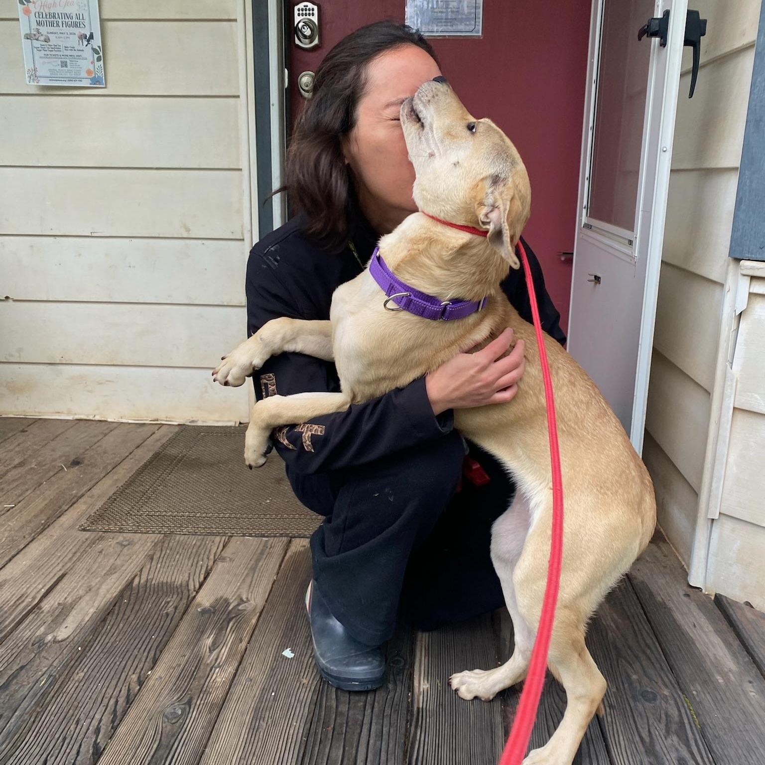 Enlarge Nova- Sweet & Shy, a ADOPTABLE mixed breed in Grass Valley, CA image 5/6