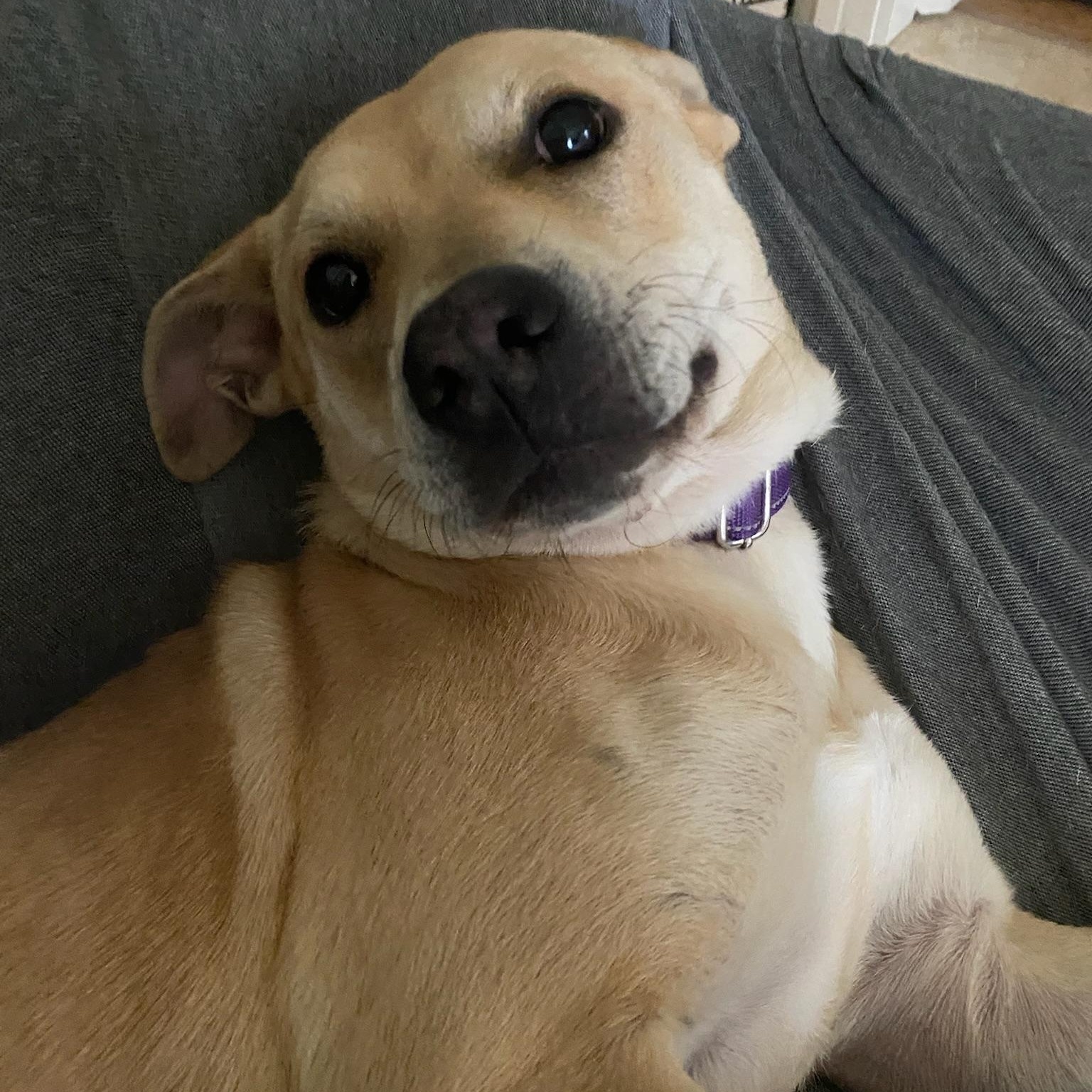 Enlarge Nova- Sweet & Shy, a ADOPTABLE mixed breed in Grass Valley, CA image 1/6