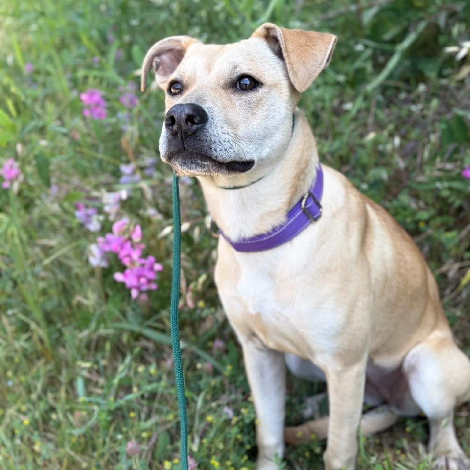 Enlarge Nova- Sweet & Shy, an adopted mixed breed in Grass Valley, CA image 5/6