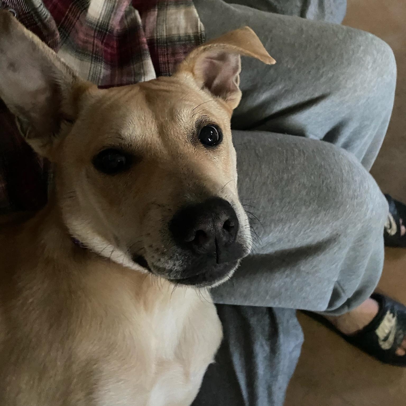 Enlarge Nova- Sweet & Shy, a ADOPTABLE mixed breed in Grass Valley, CA image 2/6