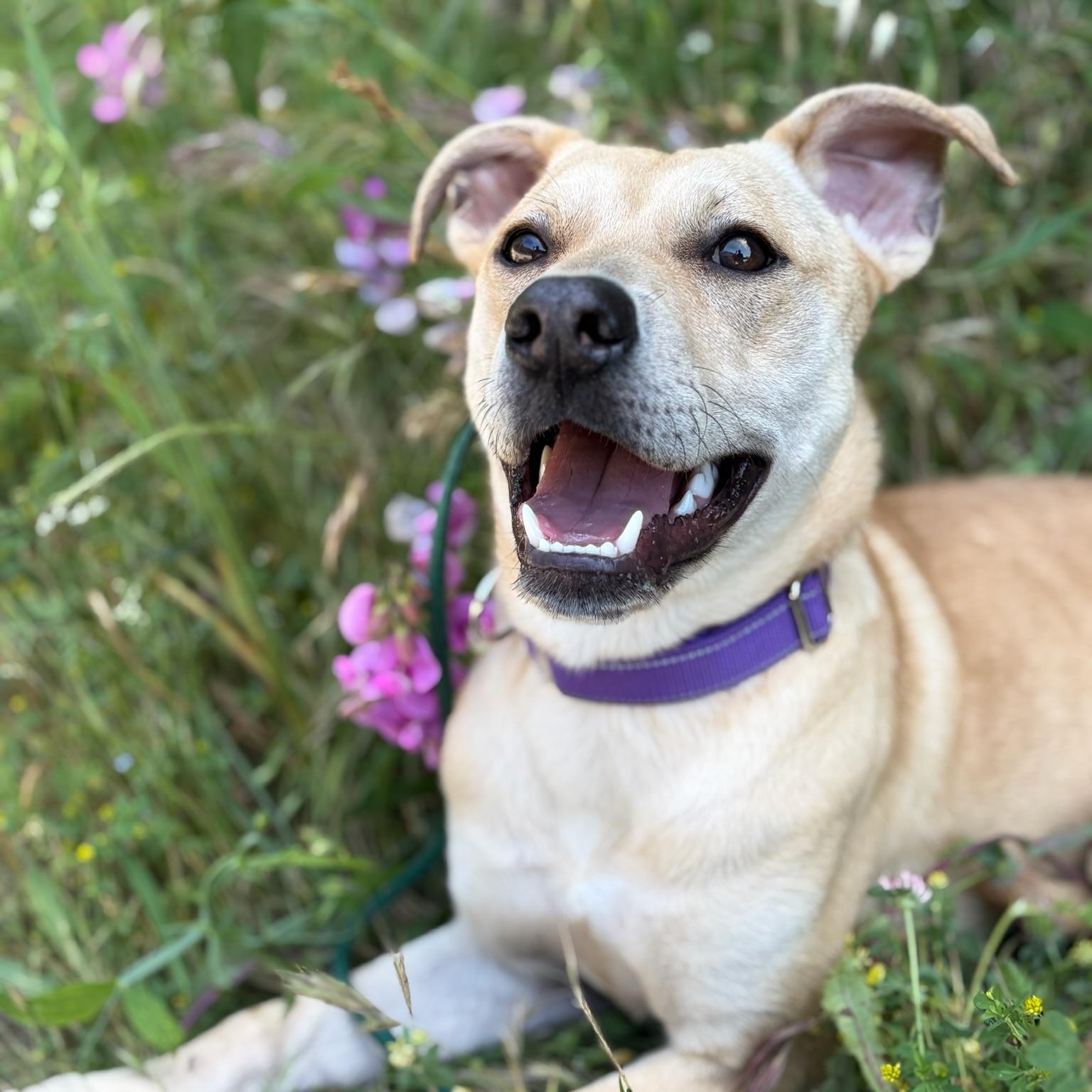 Enlarge Nova- Sweet & Shy, an adopted mixed breed in Grass Valley, CA image 2/6