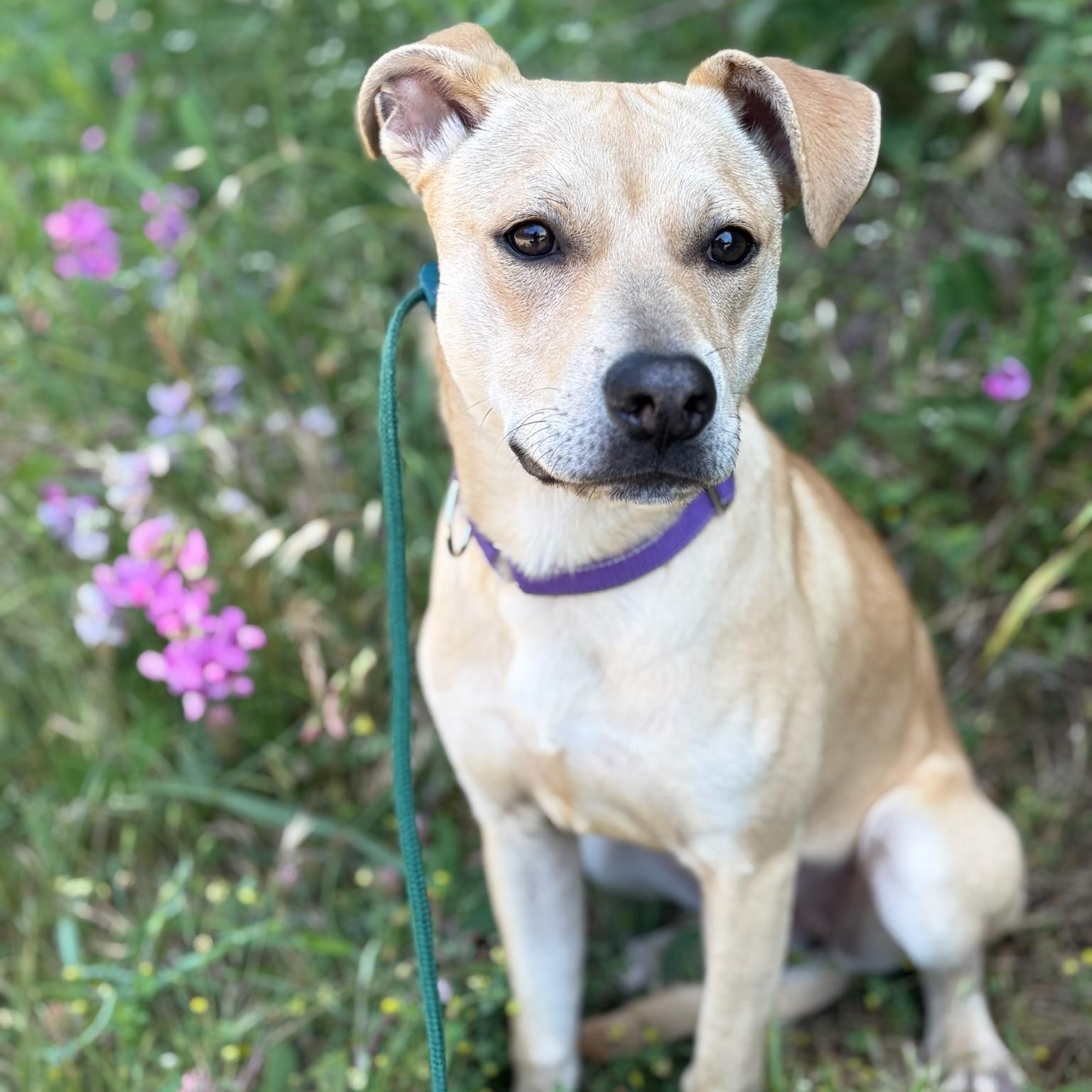 Enlarge Nova- Sweet & Shy, an adopted mixed breed in Grass Valley, CA image 6/6