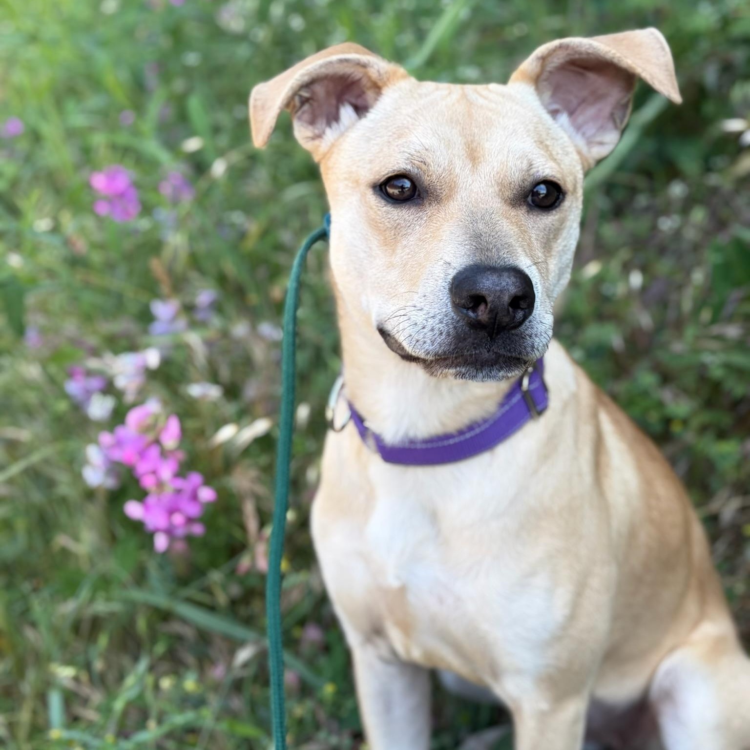 Nova- Sweet & Shy, adopted, Puppy Female Yellow Labrador Retriever.