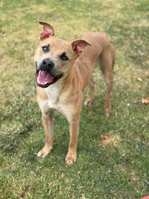 TRAVIESO, Adoptable, Young Male Pit Bull Terrier & Mixed Breed.