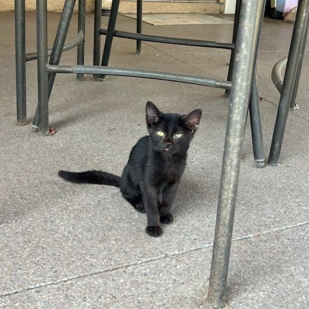 Centauri, a Adoptable mixed breed in Ocala, FL image 1/4