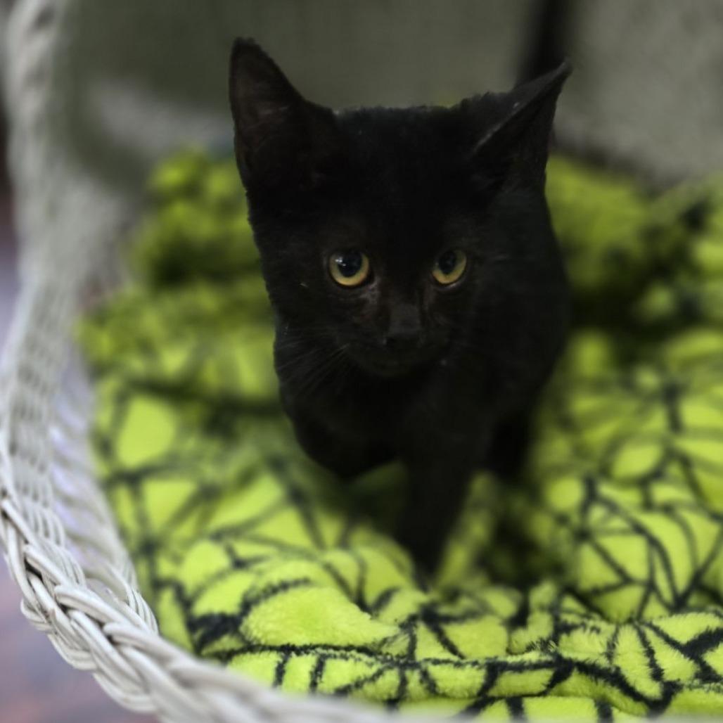 Centauri, a Adoptable mixed breed in Ocala, FL image 2/4