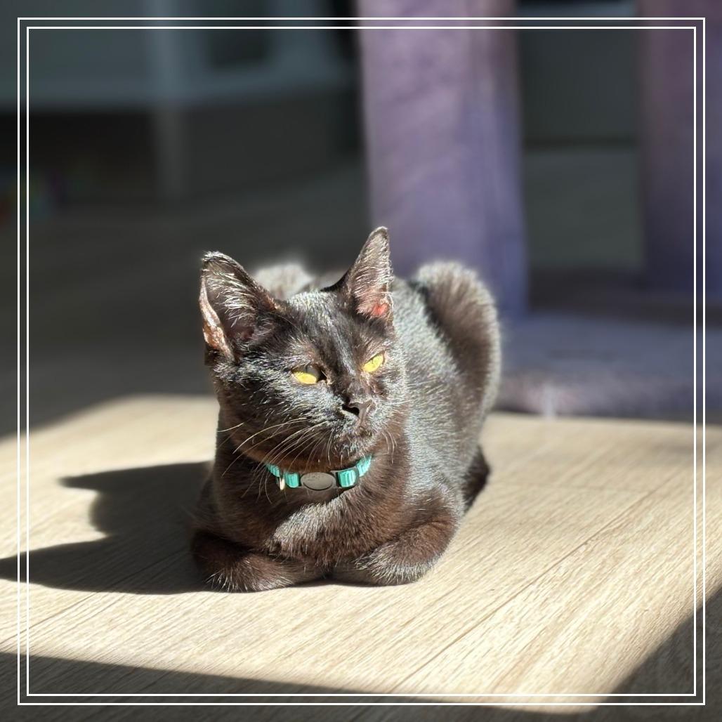 Centauri, Adoptable, Kitten Female Domestic Short Hair & Bombay.