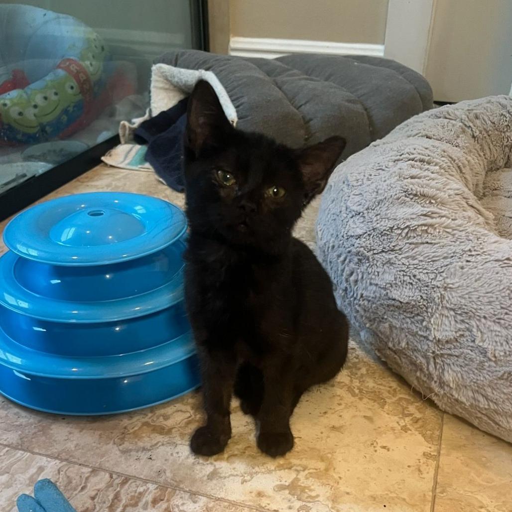 Centauri, a Adoptable mixed breed in Ocala, FL image 3/4