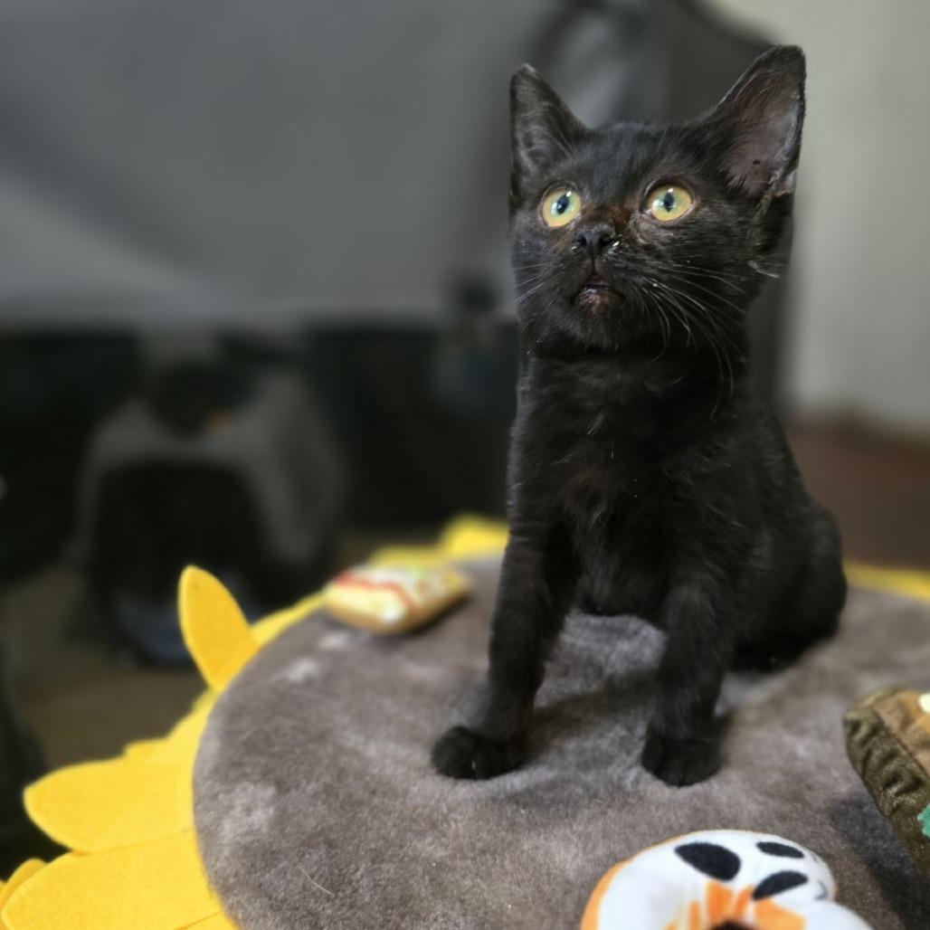 Centauri, a Adoptable mixed breed in Ocala, FL image 4/4