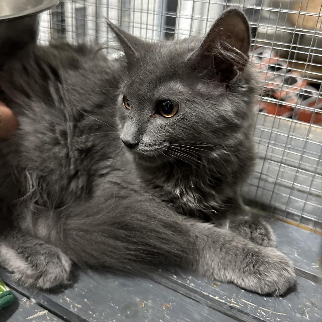 Enlarge Jade, a Adoptable mixed breed in Nokesville, VA image 1/5