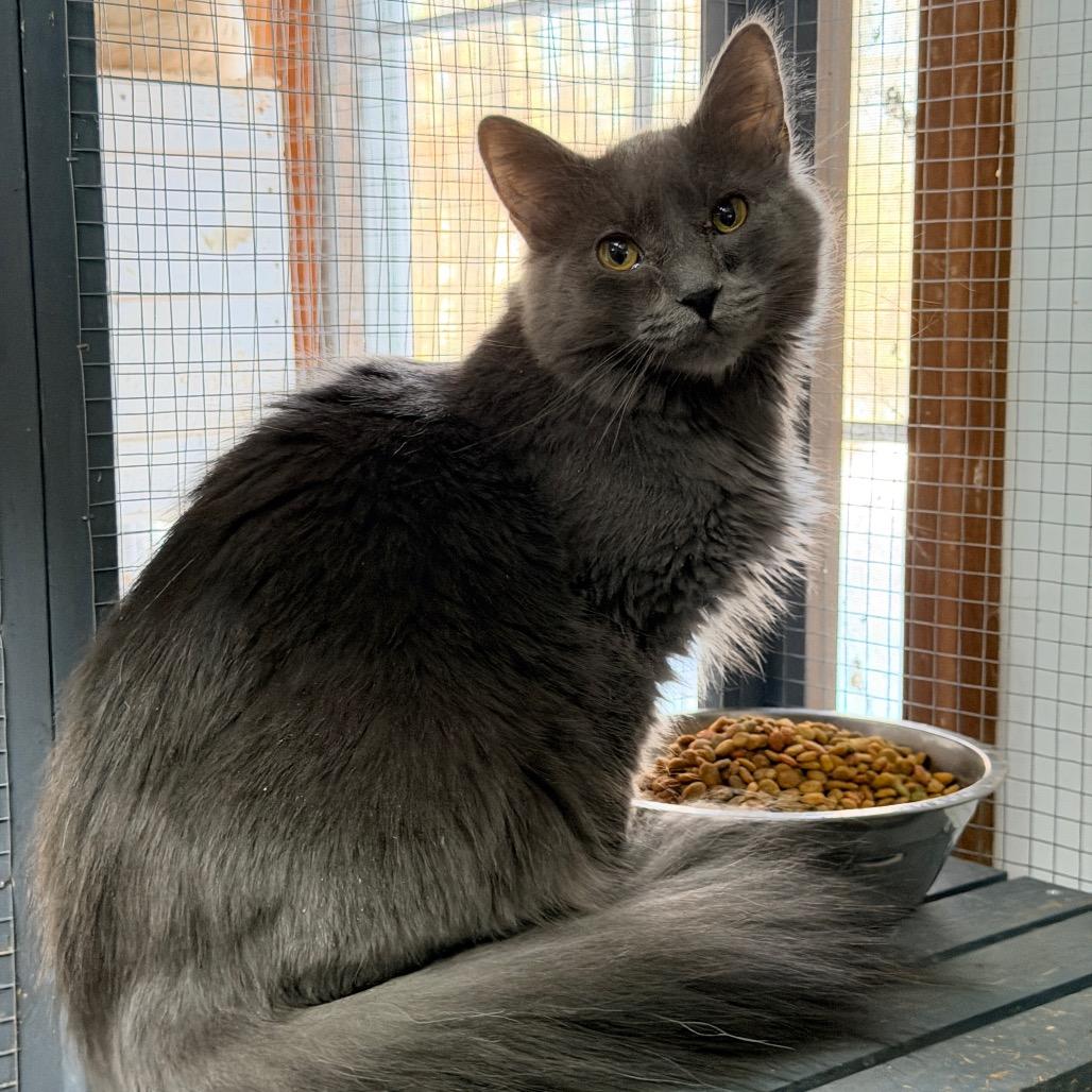 Enlarge Jade, a Adoptable mixed breed in Nokesville, VA image 2/6