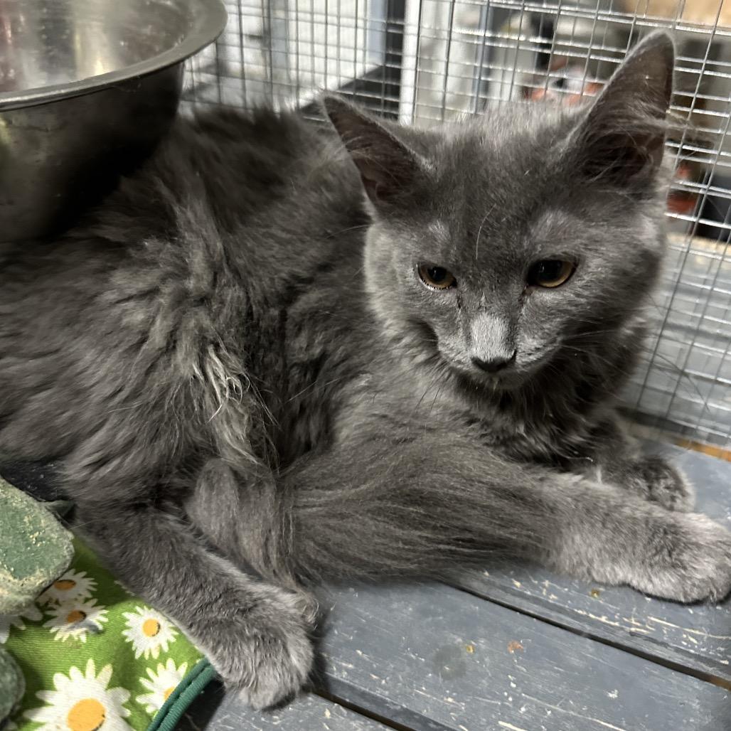 Enlarge Jade, a Adoptable mixed breed in Nokesville, VA image 2/5