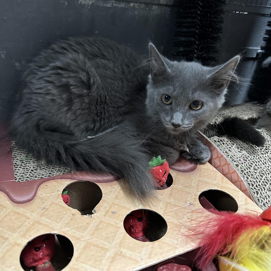 Enlarge Jade, a Adoptable mixed breed in Nokesville, VA image 3/5