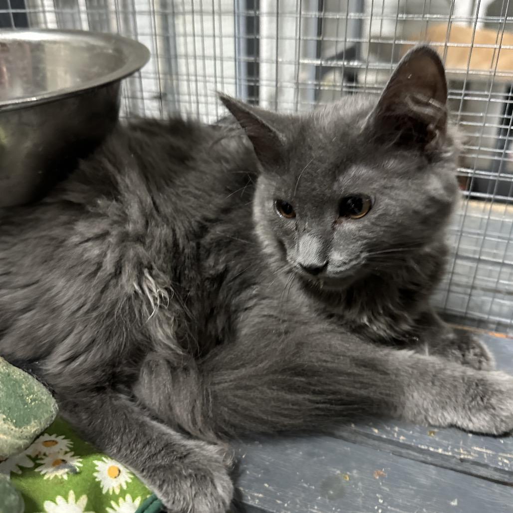 Enlarge Jade, a Adoptable mixed breed in Nokesville, VA image 4/5