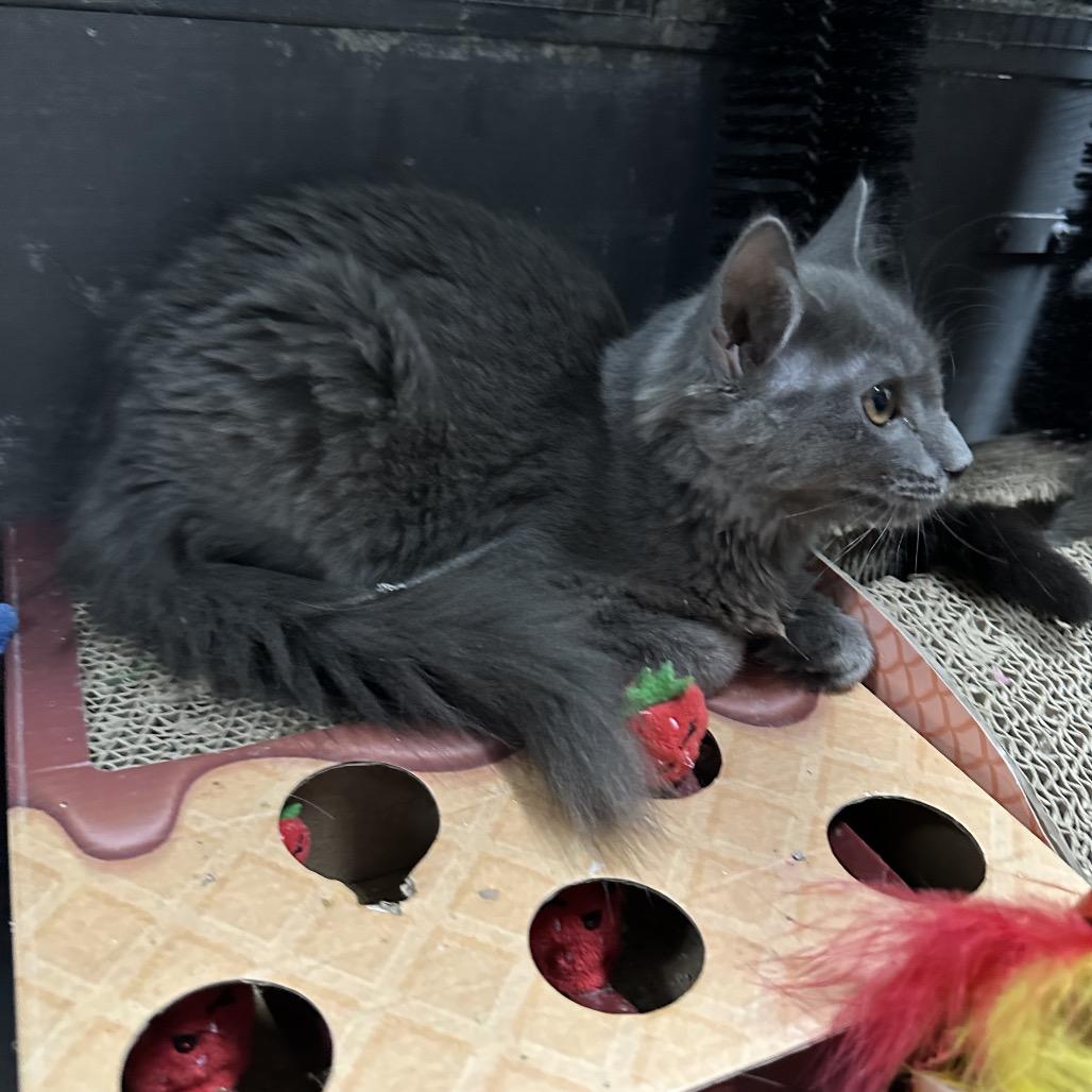 Enlarge Jade, a Adoptable mixed breed in Nokesville, VA image 5/5