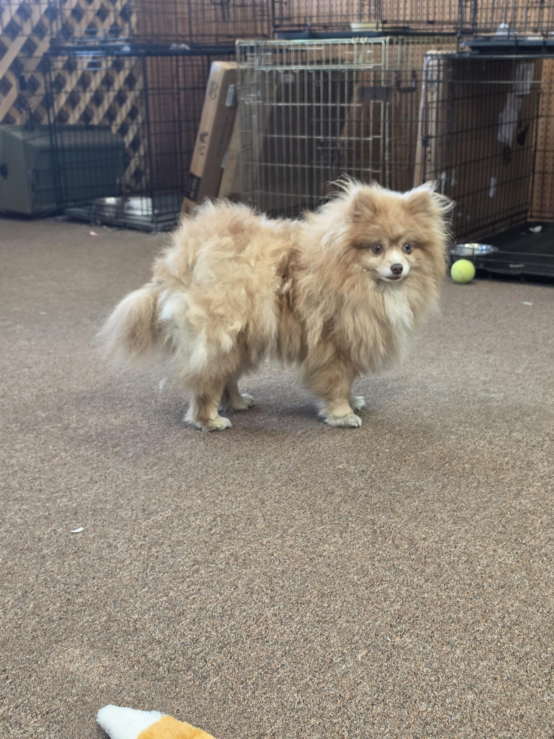 Enlarge Sunshine, an adopted Pomeranian in LaGrange, IN image 3/5