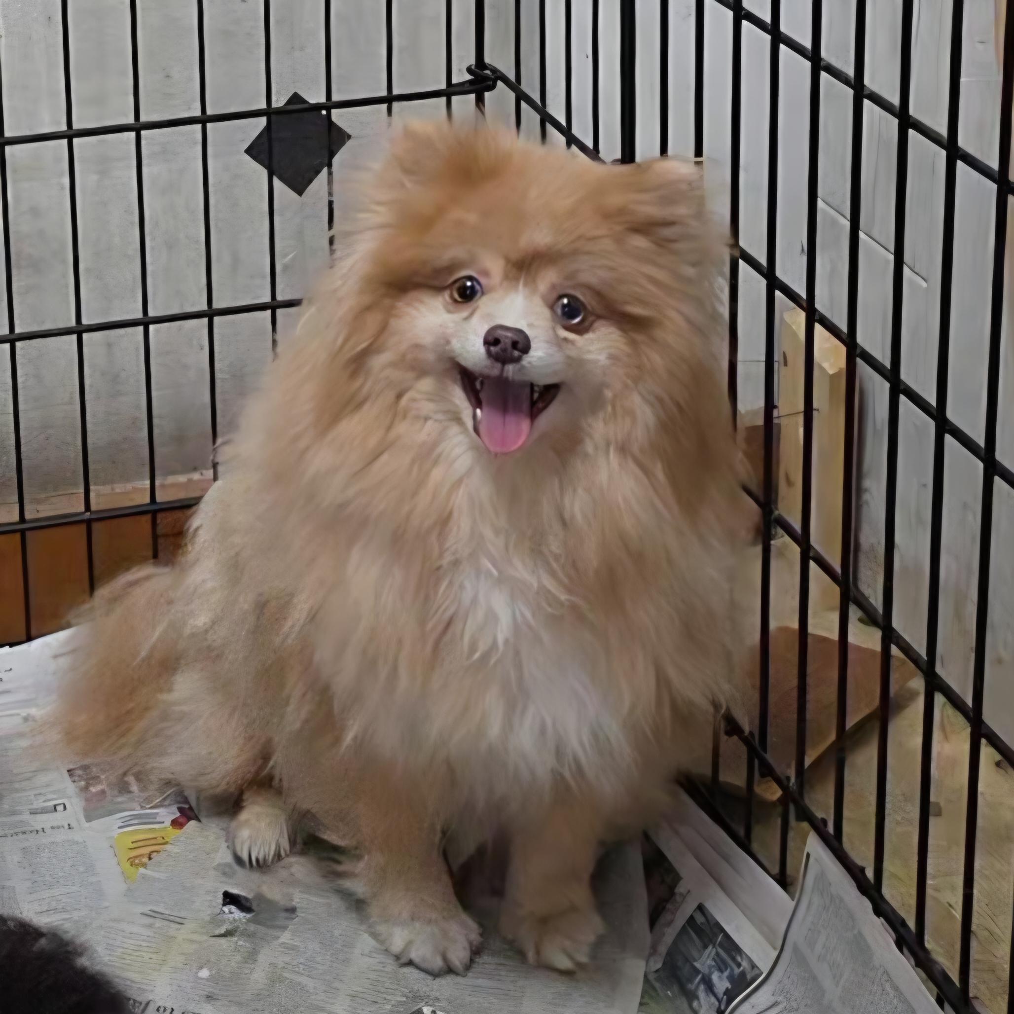 Enlarge Sunshine, an adopted Pomeranian in LaGrange, IN image 5/5
