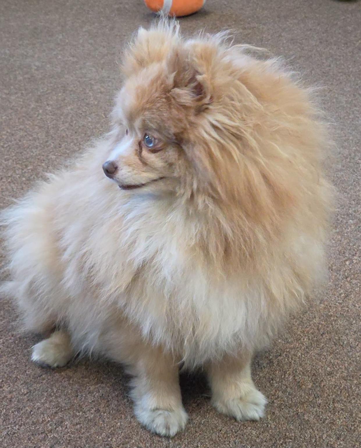 Enlarge Sunshine, an adopted Pomeranian in LaGrange, IN image 4/5