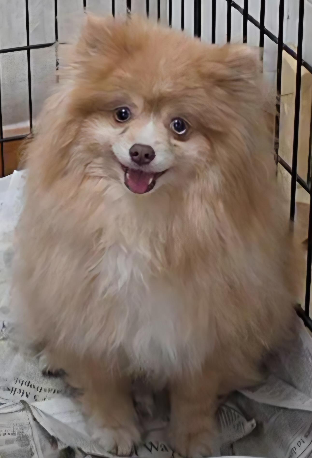 Enlarge Sunshine, an adopted Pomeranian in LaGrange, IN image 2/5